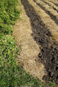 Preparing Your Vegetable Garden for Winter Image